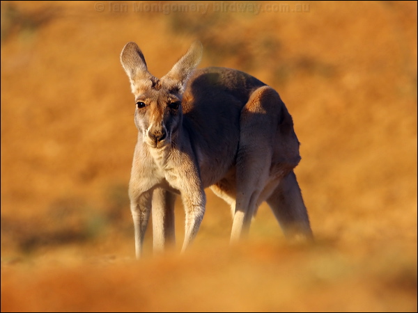 Red Kangaroo red_kangaroo_80550.psd