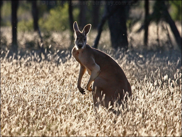 Red Kangaroo red_kangaroo_90010.psd