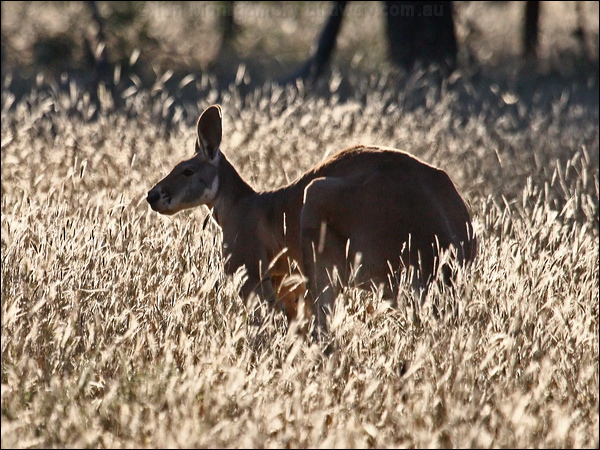 Red Kangaroo red_kangaroo_90011.psd