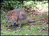 red_necked_pademelon_30018