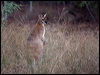 red_necked_wallaby_115703