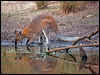 red_necked_wallaby_115748