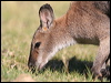 red_necked_wallaby_59653