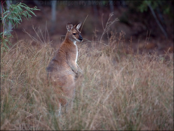 Red-necked or Bennett's Wallaby red_necked_wallaby_115703.psd