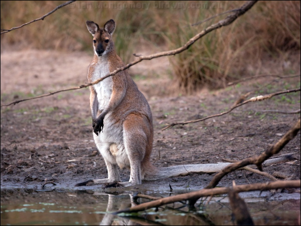 Red-necked or Bennett's Wallaby red_necked_wallaby_115744.psd