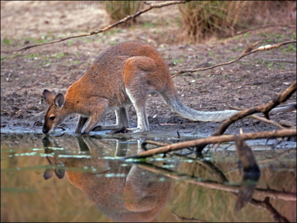 Red-necked or Bennett's Wallaby red_necked_wallaby_115748.psd