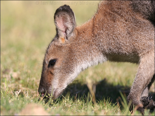 Red-necked or Bennett's Wallaby red_necked_wallaby_59653.psd