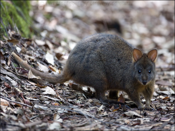 Tasmanian Pademelon tas_pademelon_128786.psd