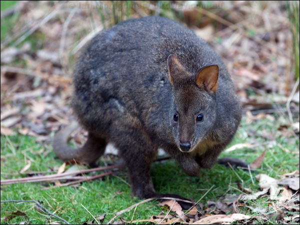 Tasmanian Pademelon tas_pademelon_128894.psd