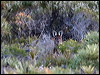 westerngrey_kangaroo_38419