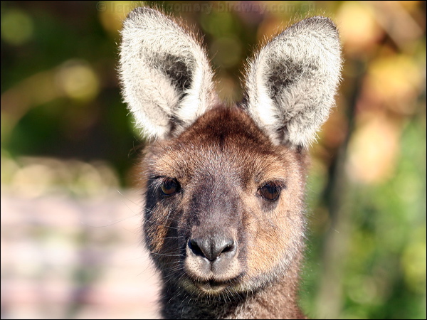 Western Grey Kangaroo westerngrey_kangaroo_38550.psd