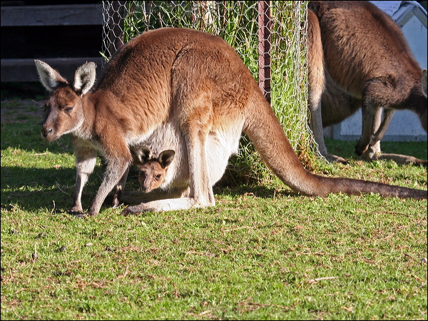 Western Grey Kangaroo westerngrey_kangaroo_38554.psd