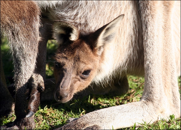 Western Grey Kangaroo westerngrey_kangaroo_38557.psd