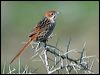 Click here to enter gallery and see photos of Cape Grassbird