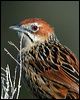 cape_grassbird_04467