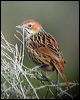 cape_grassbird_04468