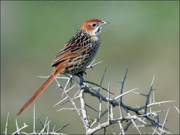 Cape Grassbird cape_grassbird_04430.jpg