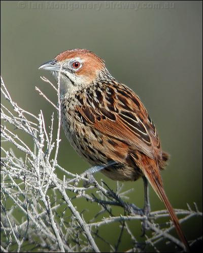Cape Grassbird cape_grassbird_04468.jpg
