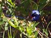 bluebreastfairywren_216142