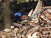 bluebreastfairywren_216158