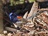 bluebreastfairywren_216159