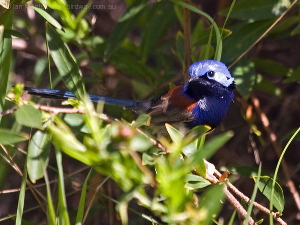Blue-breasted Fairywren bluebreastfairywren_216142.psd