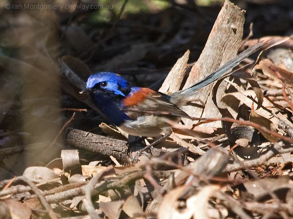 Blue-breasted Fairywren bluebreastfairywren_216158.psd