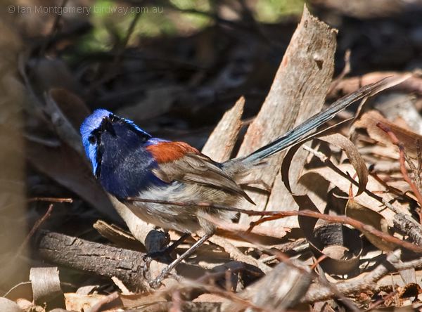 Blue-breasted Fairywren bluebreastfairywren_216159.psd