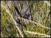 carpentariangrasswren81164