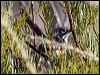 carpentariangrasswren81170