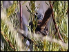 carpentariangrasswren81171