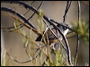 carpentariangrasswren81176