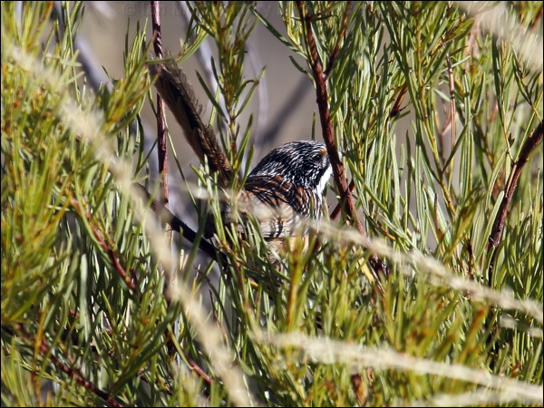 Carpentarian Grasswren carpentariangrasswren81164.psd