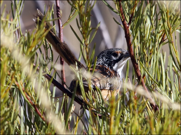 Carpentarian Grasswren carpentariangrasswren81170.psd
