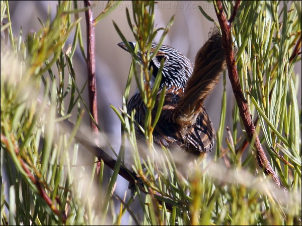 Carpentarian Grasswren carpentariangrasswren81171.psd