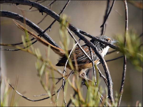 Carpentarian Grasswren carpentariangrasswren81176.psd