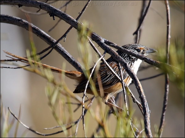 Carpentarian Grasswren carpentariangrasswren81182.psd