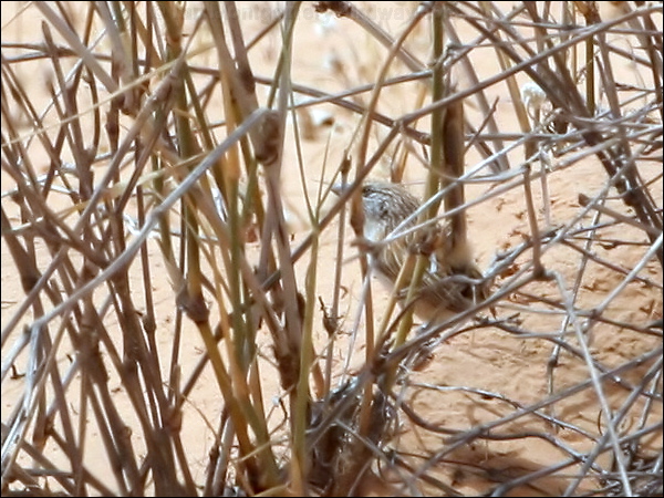Eyrean Grasswren eyrean_grasswren_42396.psd