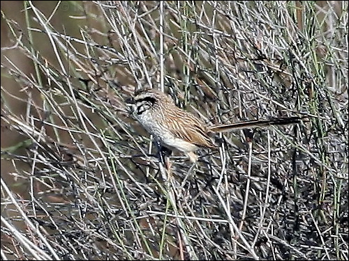 Grey Grasswren grey_grasswren_42439.JPG