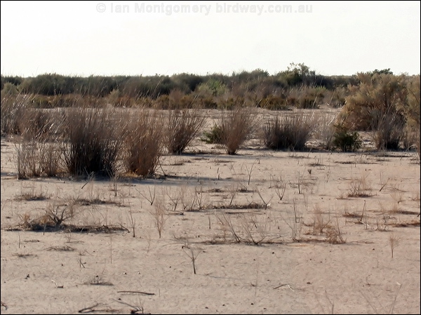 Grey Grasswren lignum_habitat_42457.psd