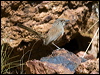 kalkadoon_grasswren_81207