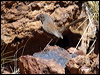 kalkadoon_grasswren_81208