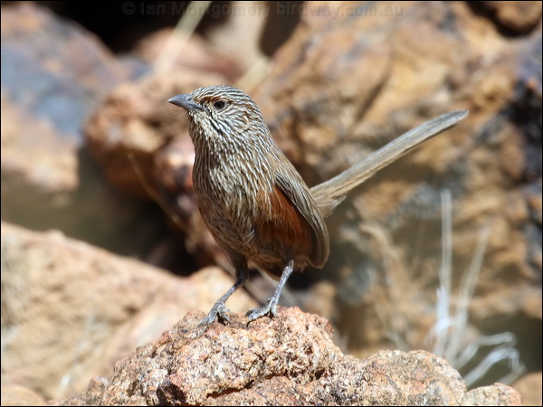 Kalkadoon Grasswren kalkadoon_grasswren_81205.psd