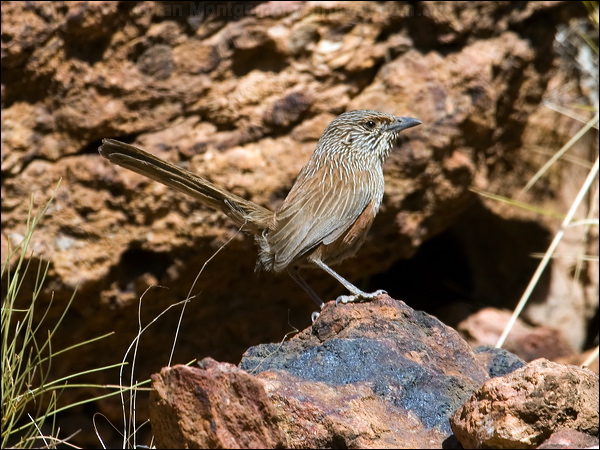 Kalkadoon Grasswren kalkadoon_grasswren_81207.psd