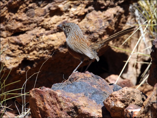 Kalkadoon Grasswren kalkadoon_grasswren_81208.psd