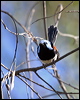 lovely_fairywren_08090