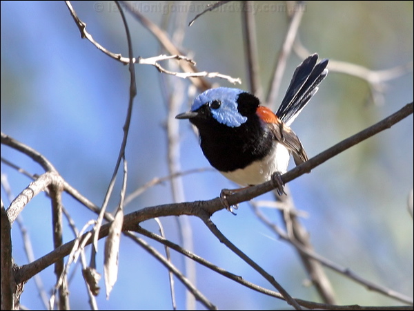 Lovely Fairywren lovely_fairywren_08085.psd