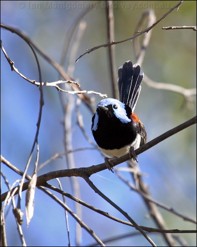 Lovely Fairywren lovely_fairywren_08090.psd