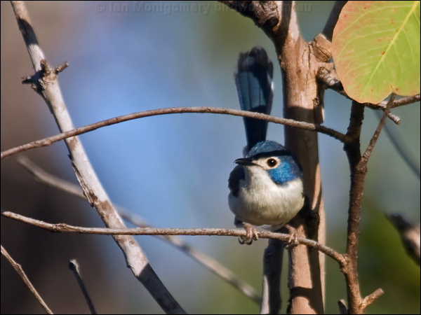 Lovely Fairywren lovely_fairywren_104550.psd