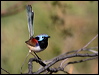 purple_bk_fairywren_33931